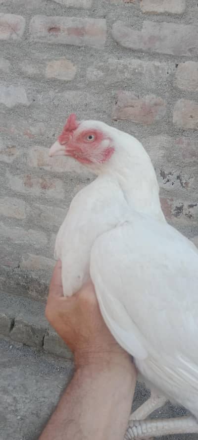 aseel haara madi for sale