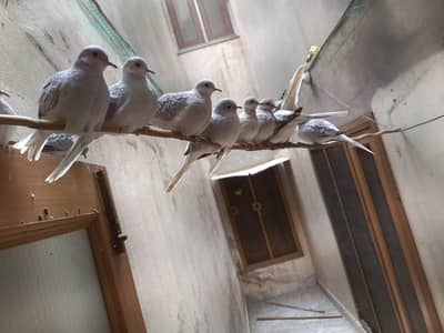 diamond doves young and healthy piece