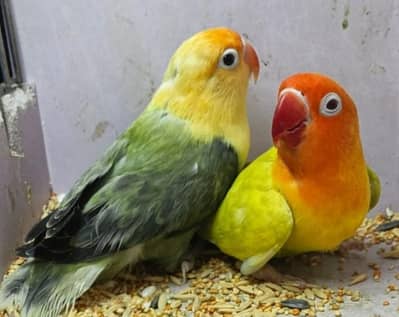 parblu olpline green pale fellow