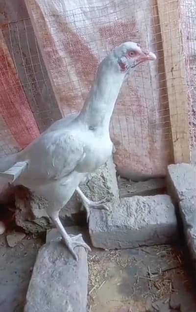 Heera Paperwhite Madii