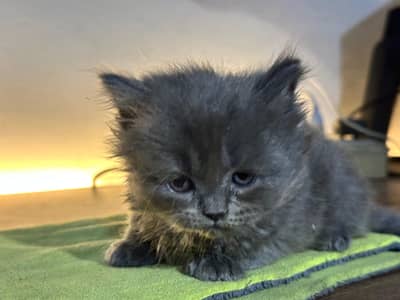 Gray Persian Female Kitten cat for Sale