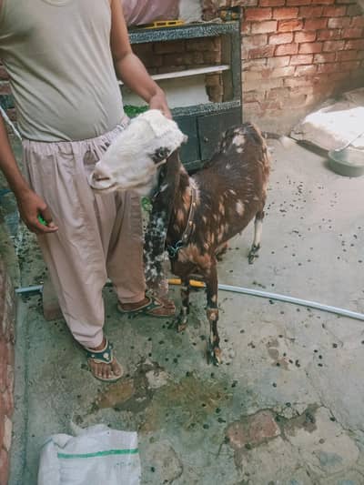 bakri dasi chita print