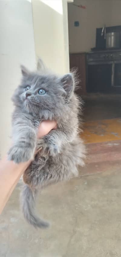 Gray Persian kitten with a punch face
