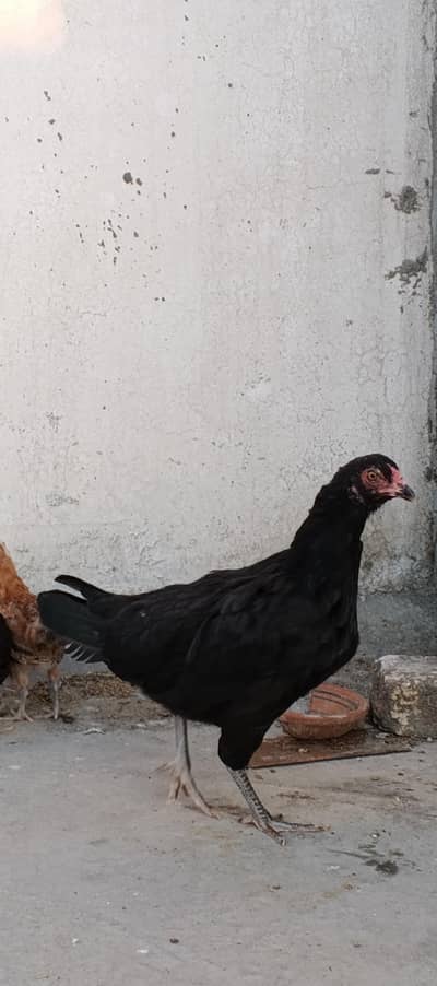 hen for sale