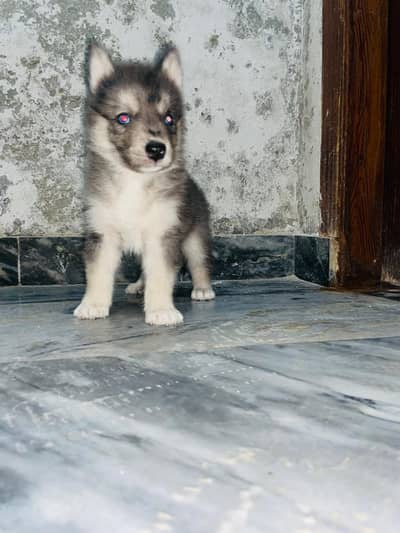 agoti male puppy available