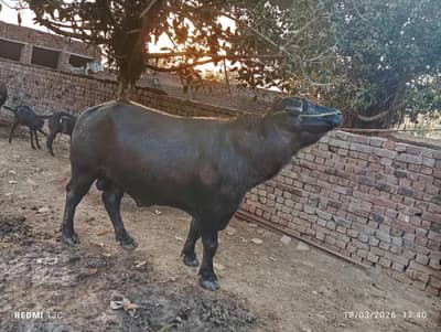 kata 8.5 man sa above