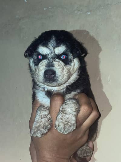 sabarian husky puppies male
