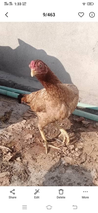 Aseel murgi for sale in Rawalpindi