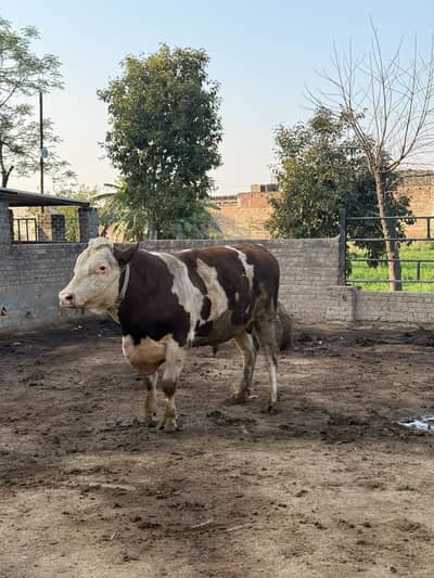 Stunning white and brown bull