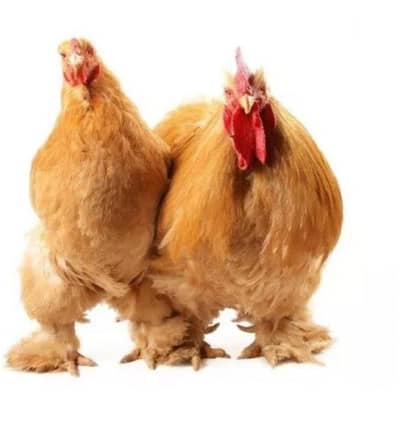 Bantam Hens pair for sale