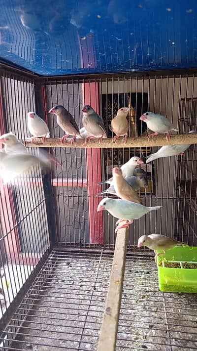 Java Pathy Age 4 months Location Jaranwala O3O669IO563