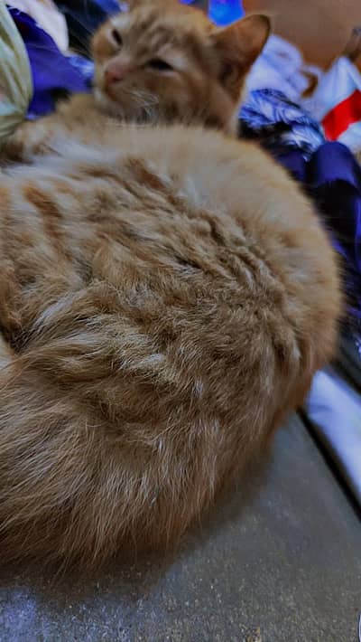 6 Month female eat boil chicken