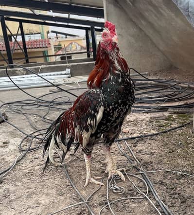 Mia wali Aseel Murgay Quality Walay