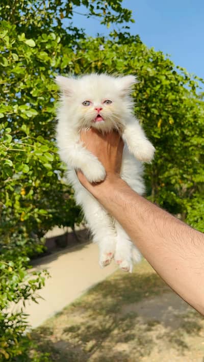 ǫᴜᴀʟɪᴛʏ ᴋɪᴛᴛᴇɴs ᴘᴜɴᴄʜ x ᴅᴏʟʟ ғᴀᴄᴇ  45 ᴅᴀʏs ᴏʟᴅ 