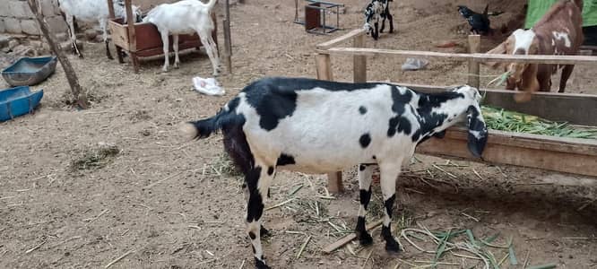 betal bakri Sath ek nar  baccha