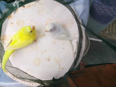 bajree pathaye for sale.