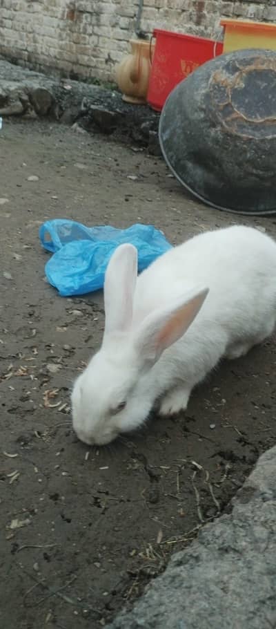 pure new Zealand white bunny and female breeder
