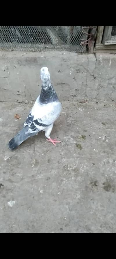 3 گریزر میل فورسیل