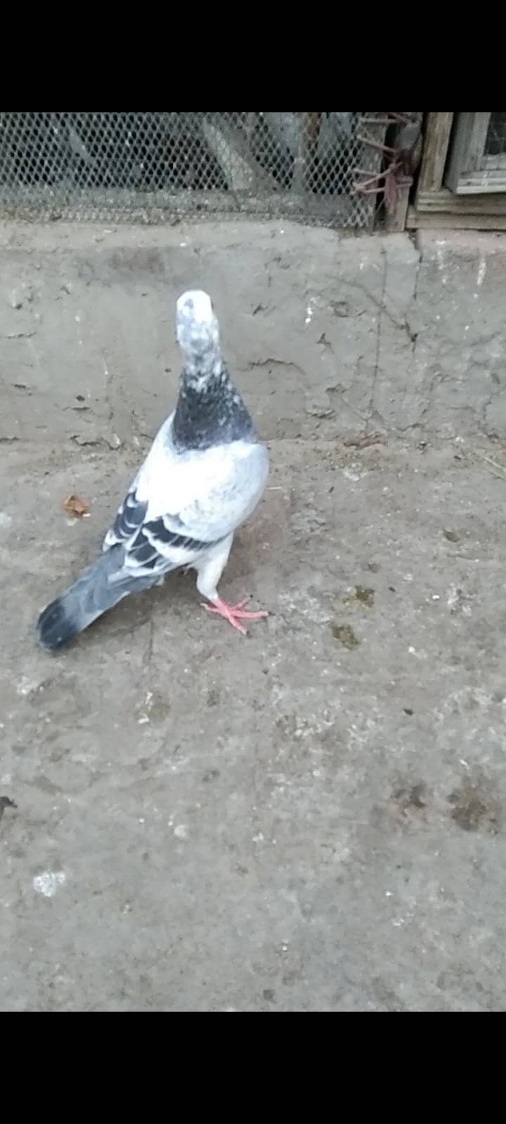 3 گریزر میل فورسیل 0