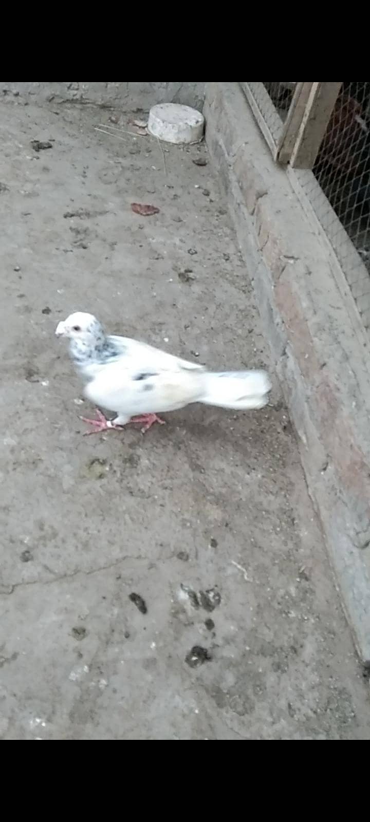 3 گریزر میل فورسیل 1