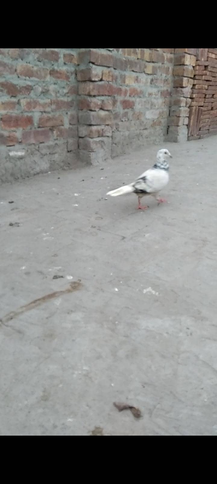 3 گریزر میل فورسیل 2