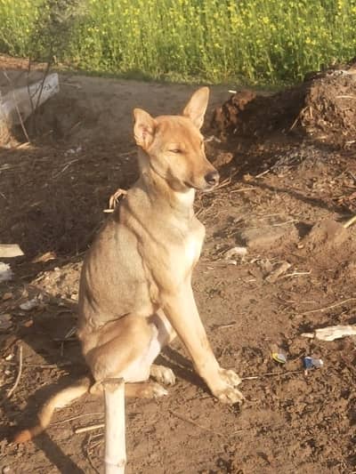 bihari school ke liye bahut achcha hai