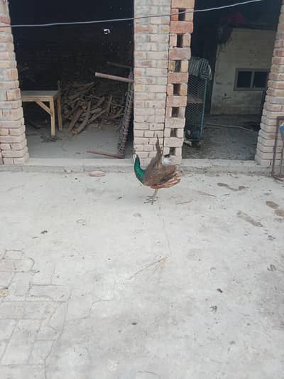 2 male peacock for sale
