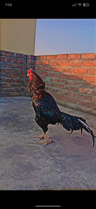 fancy bantam hen murgha,mianwali aseel murgha