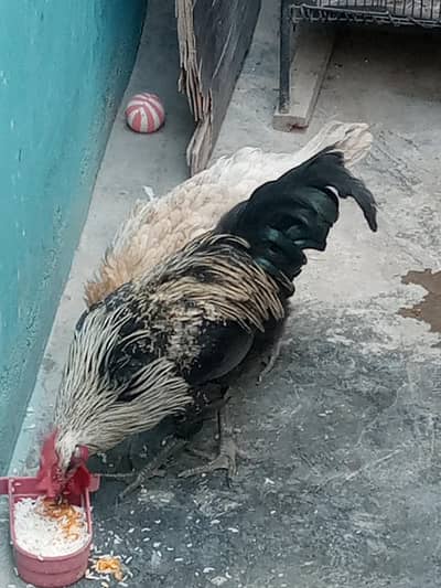 pair desi murgi aur murga