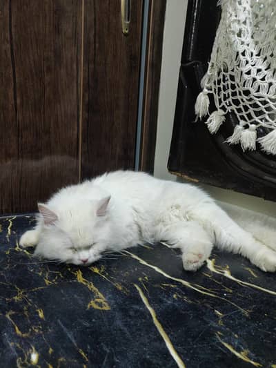 white colour triple coat blue eyes