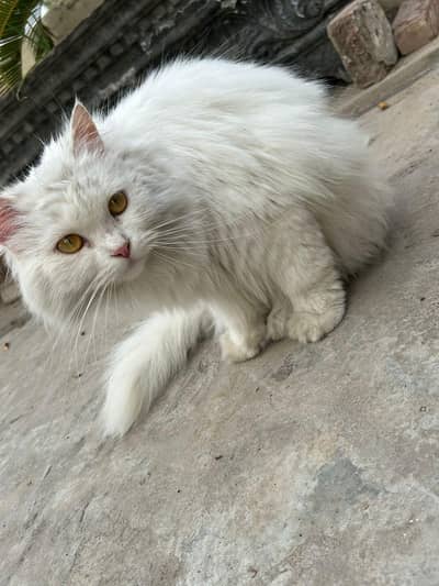 Persian cat male black and female white for sale