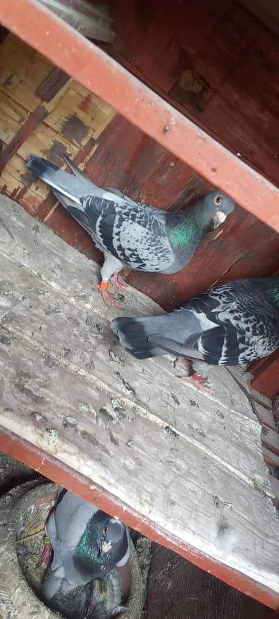 Whatsapp number 03314886114