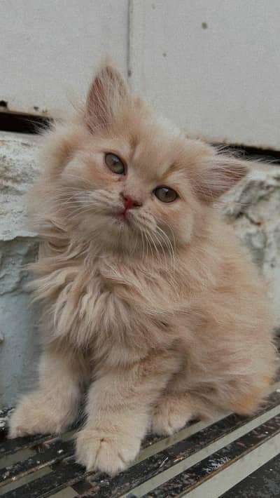 Pure Persian Male Kitten – 2 Months Old