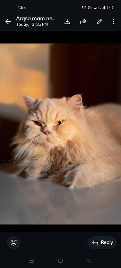 heavyweight heavy coat male cat