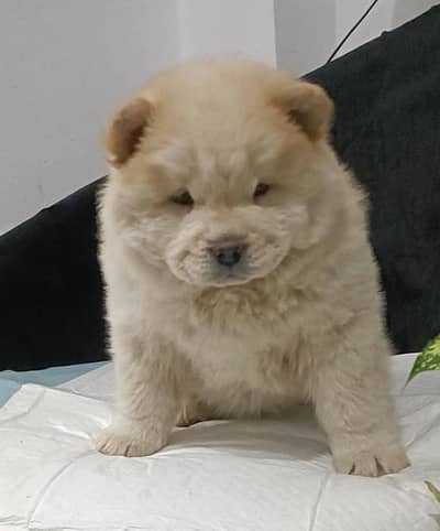 chow chow puppy for sale