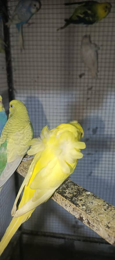 hogo and Australian parrot