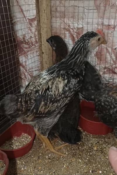 aseel. desi. golden misree. all murgiya contact 03217627005