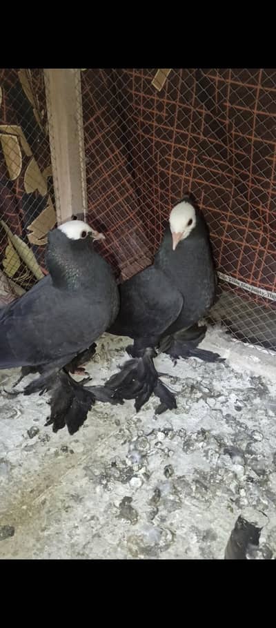 Black mukhi chiks pair
