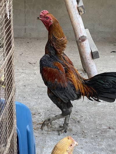 Shamoo Aseel Pair for sale