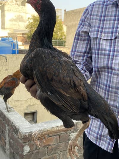 Shamoo Aseel  for sale