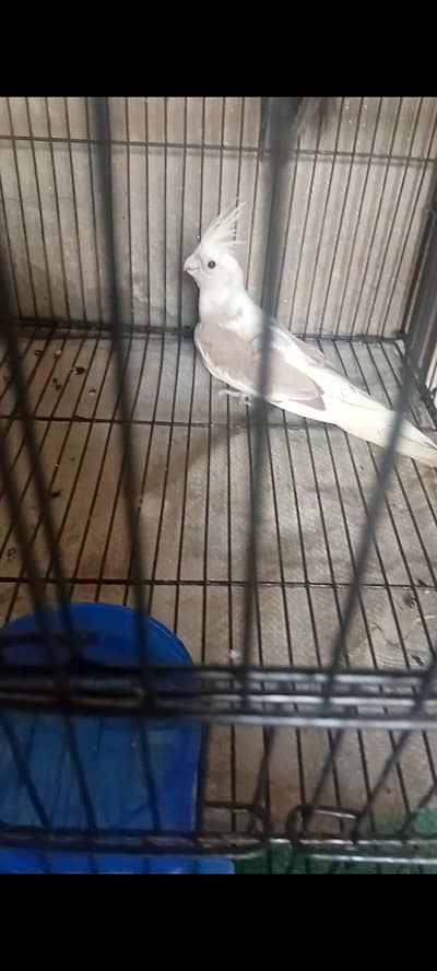 1 cocktail breeder female 03206441878