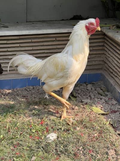 Heera murgha or black madi