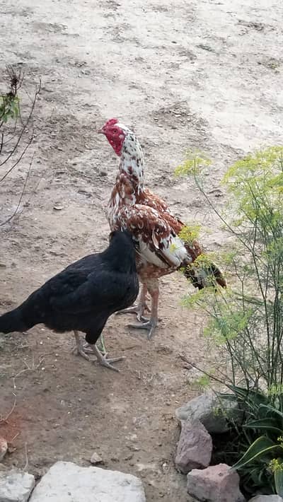 Aseel old blood mainwali