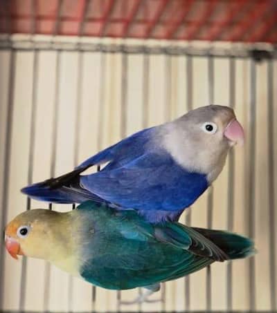 beautiful breader love bird pair