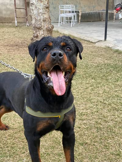 Rottweiler (Female)