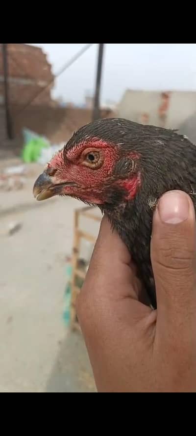 Aseel kurak thai hen for sale