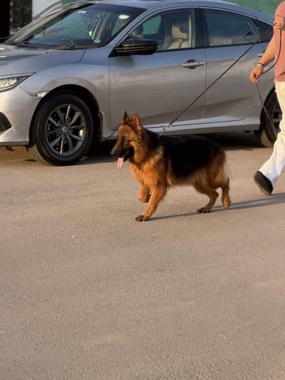 Imported German Shepherd | Long coat | Female | GSD | Dof For sale