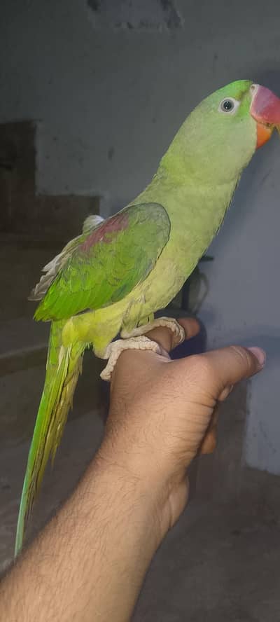 raw parrot female tamed for sale
