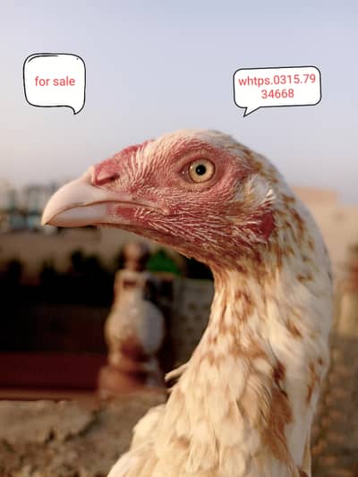 aseel high blood female