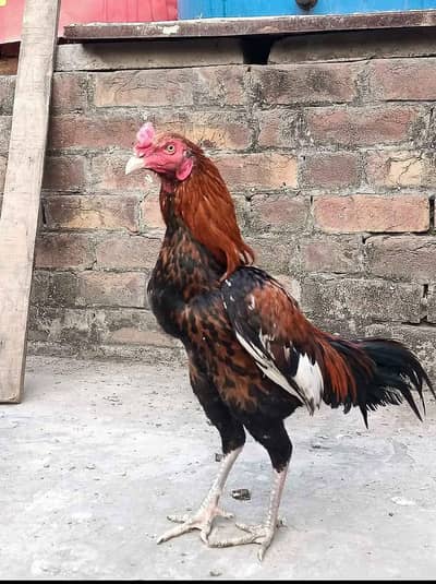 Aseel Pair Available